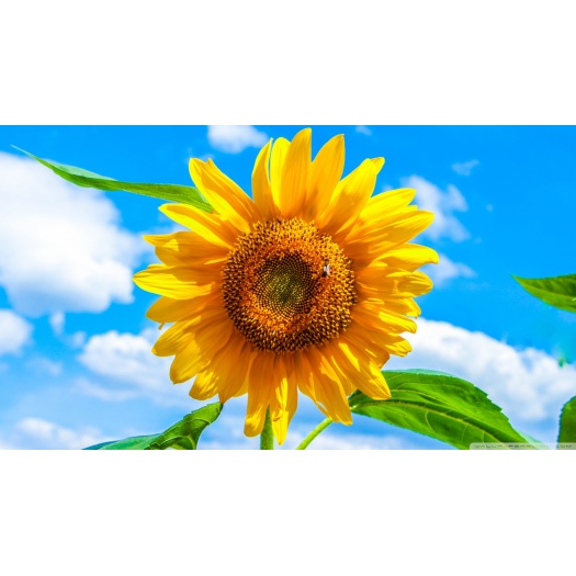 Semper in ipsum velit ultrices