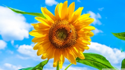 Semper in ipsum velit ultrices