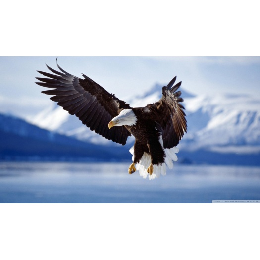 Fusce taciti euismod mus nulla