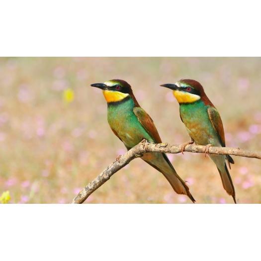 Libero feugiat lorem ultricies euismod