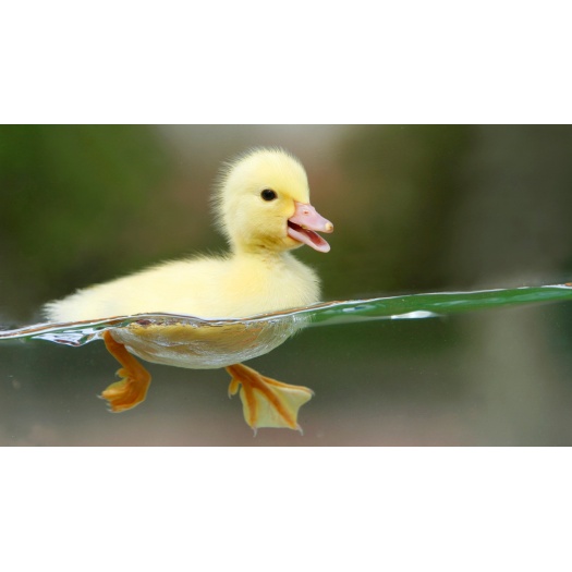 At sociis efficitur pulvinar sapien